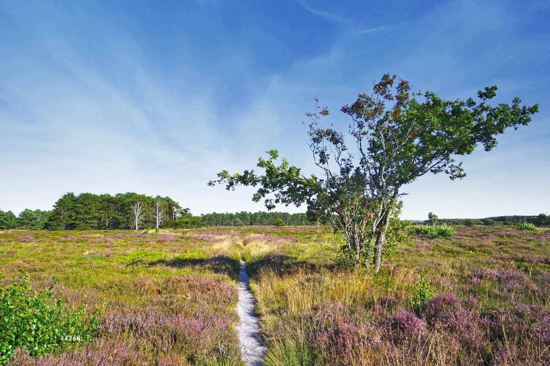 Sahlenburger Heide