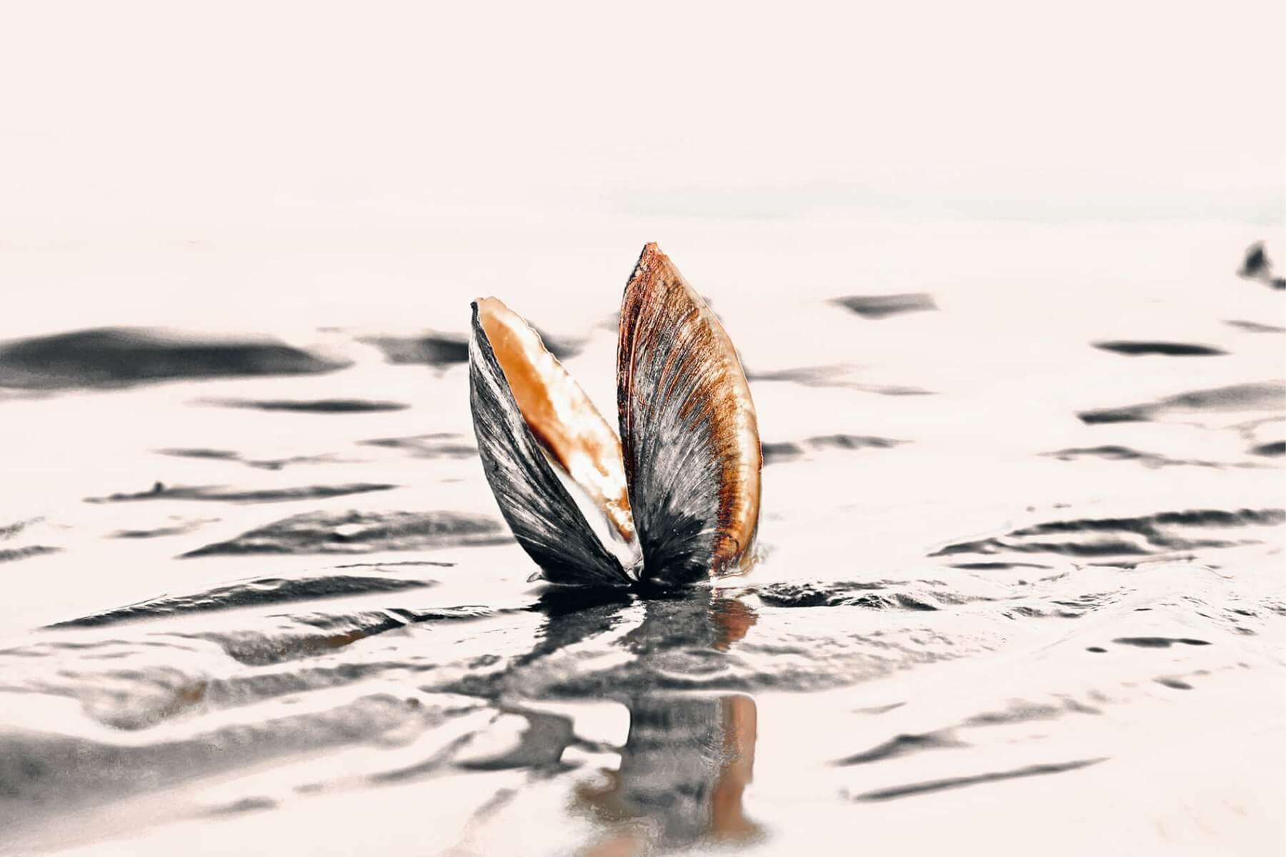 Sandklaffmuschel