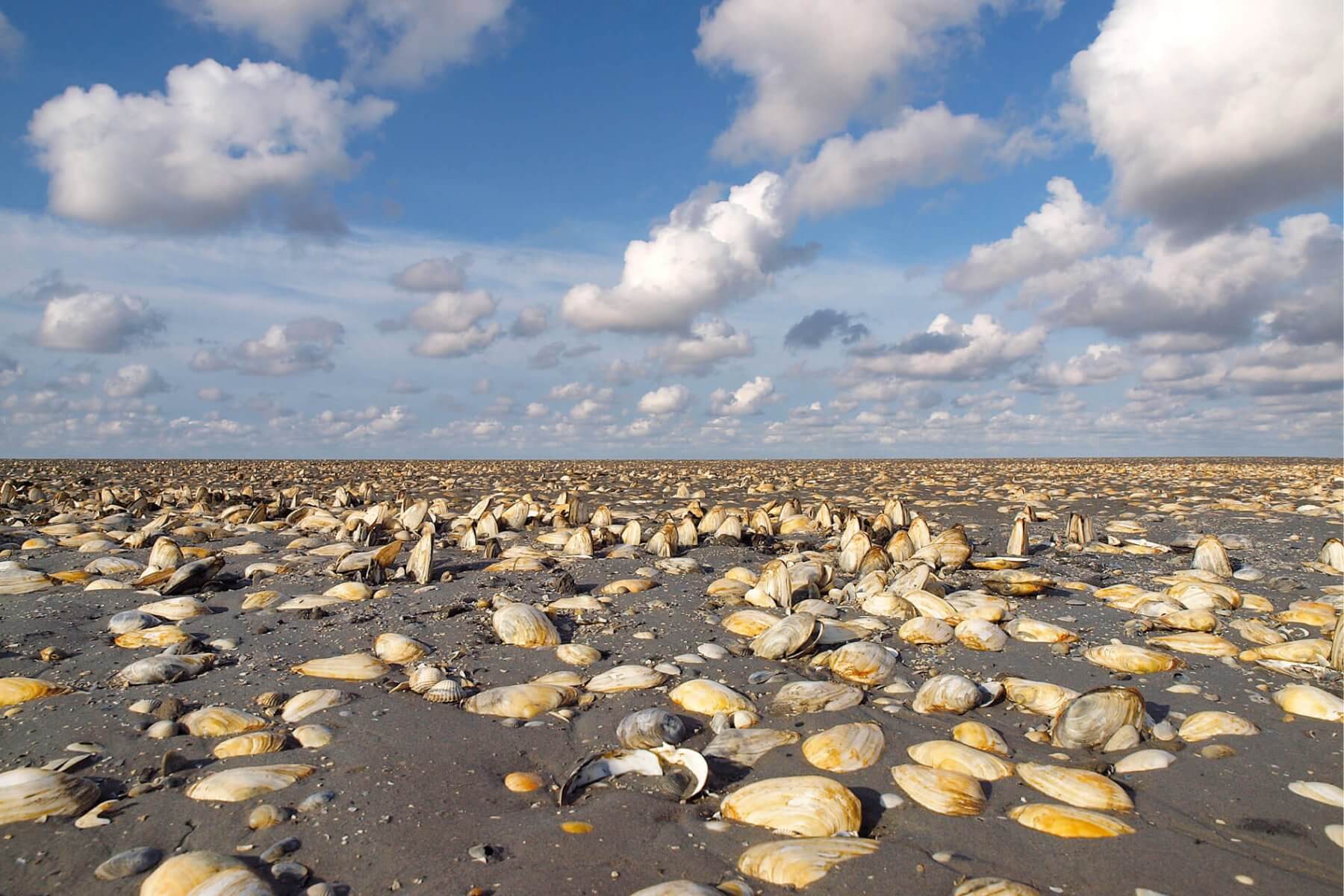Muschelbank