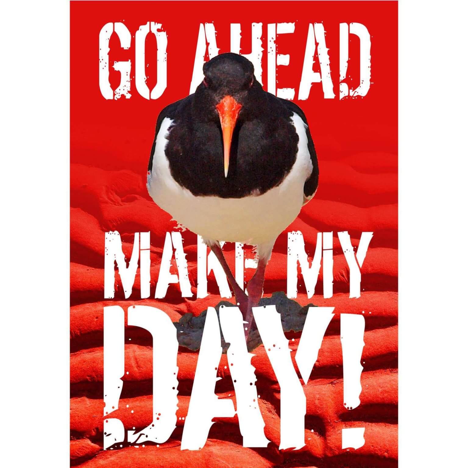 Go ahead Austernfischer