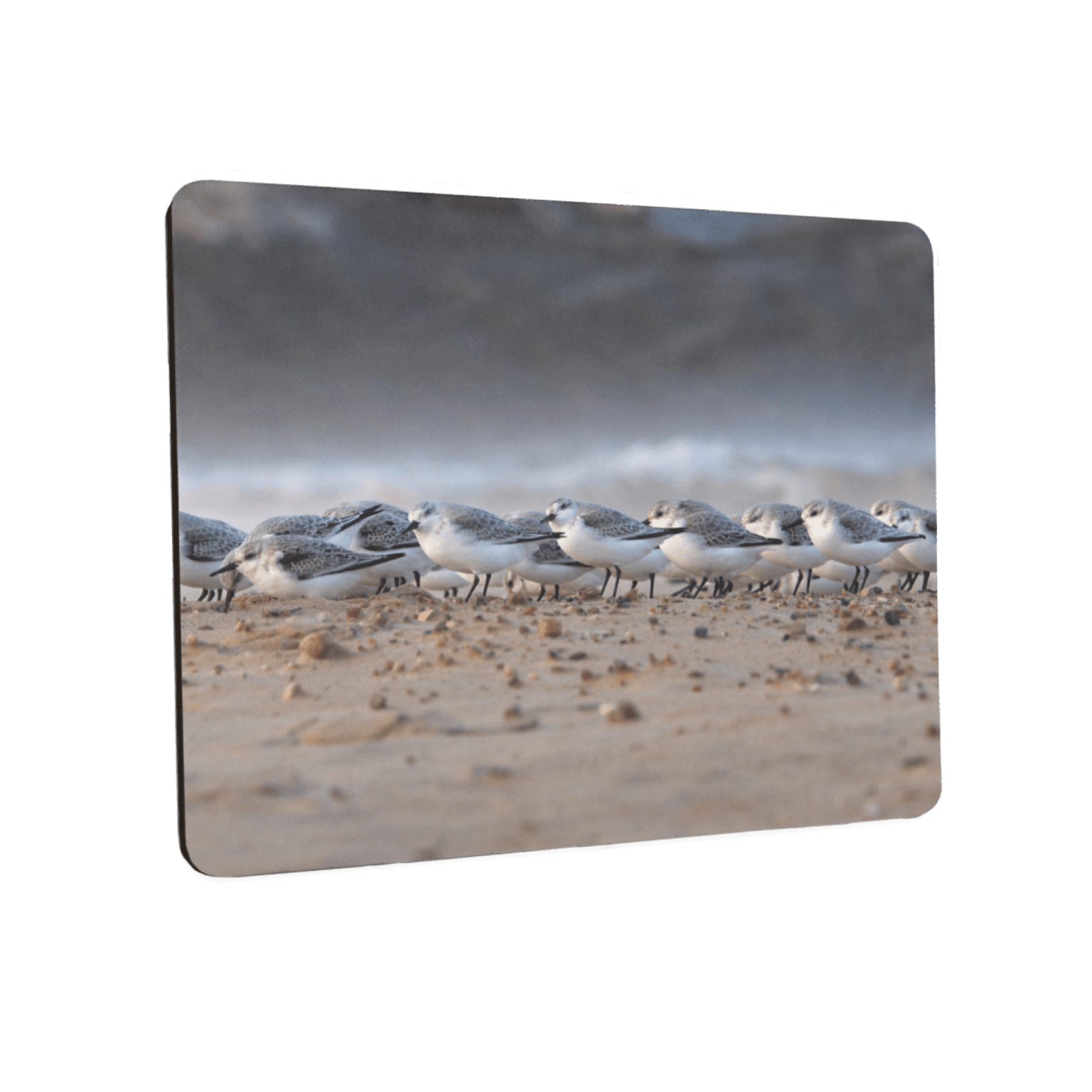 Mauspad – Sanderlinge