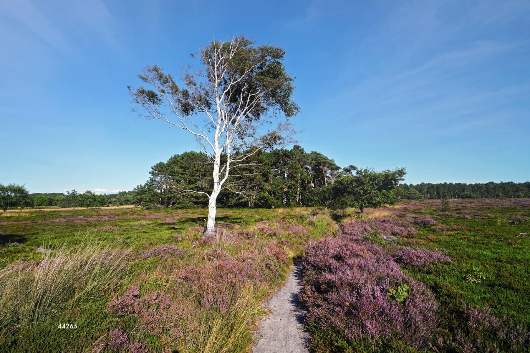 Sahlenburger Heide