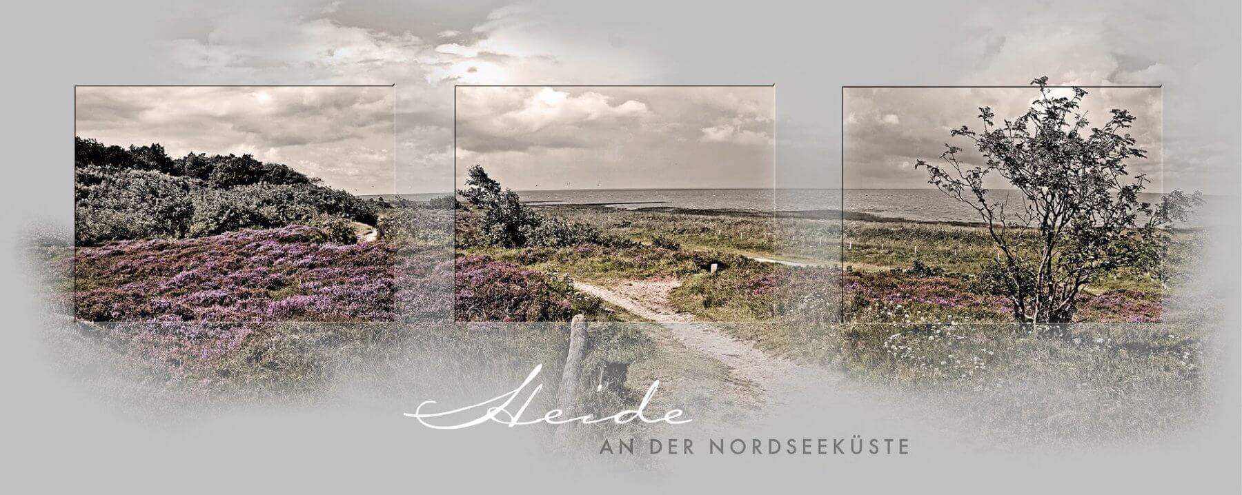 Heide an der Nordseeküste