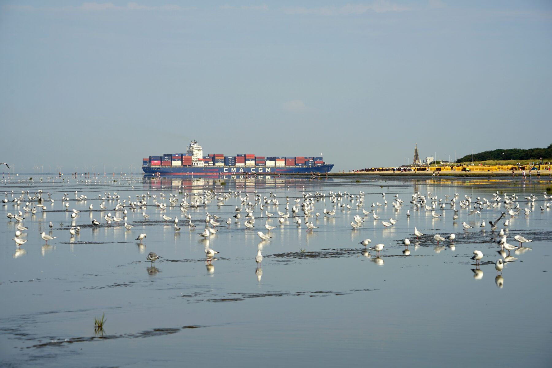 Möwen an der Küste