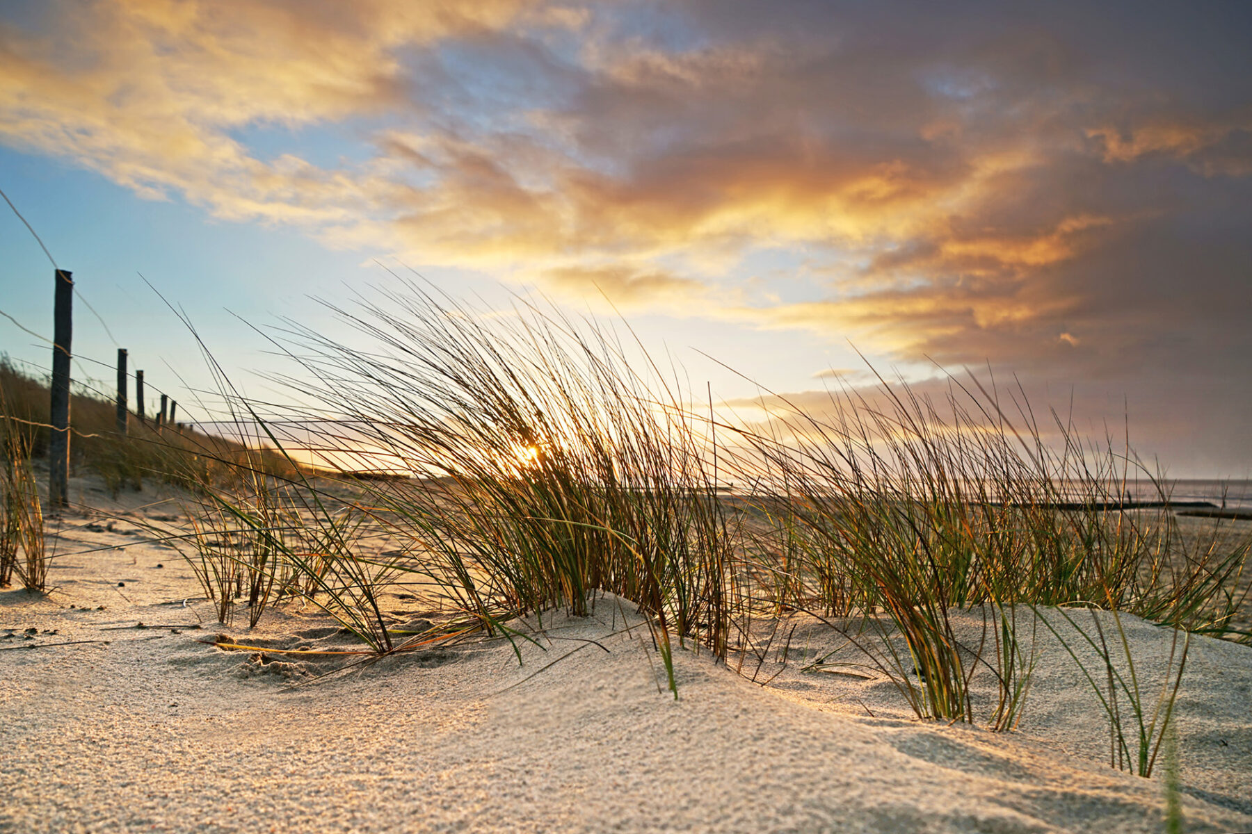 Sahlenburger Dünengras