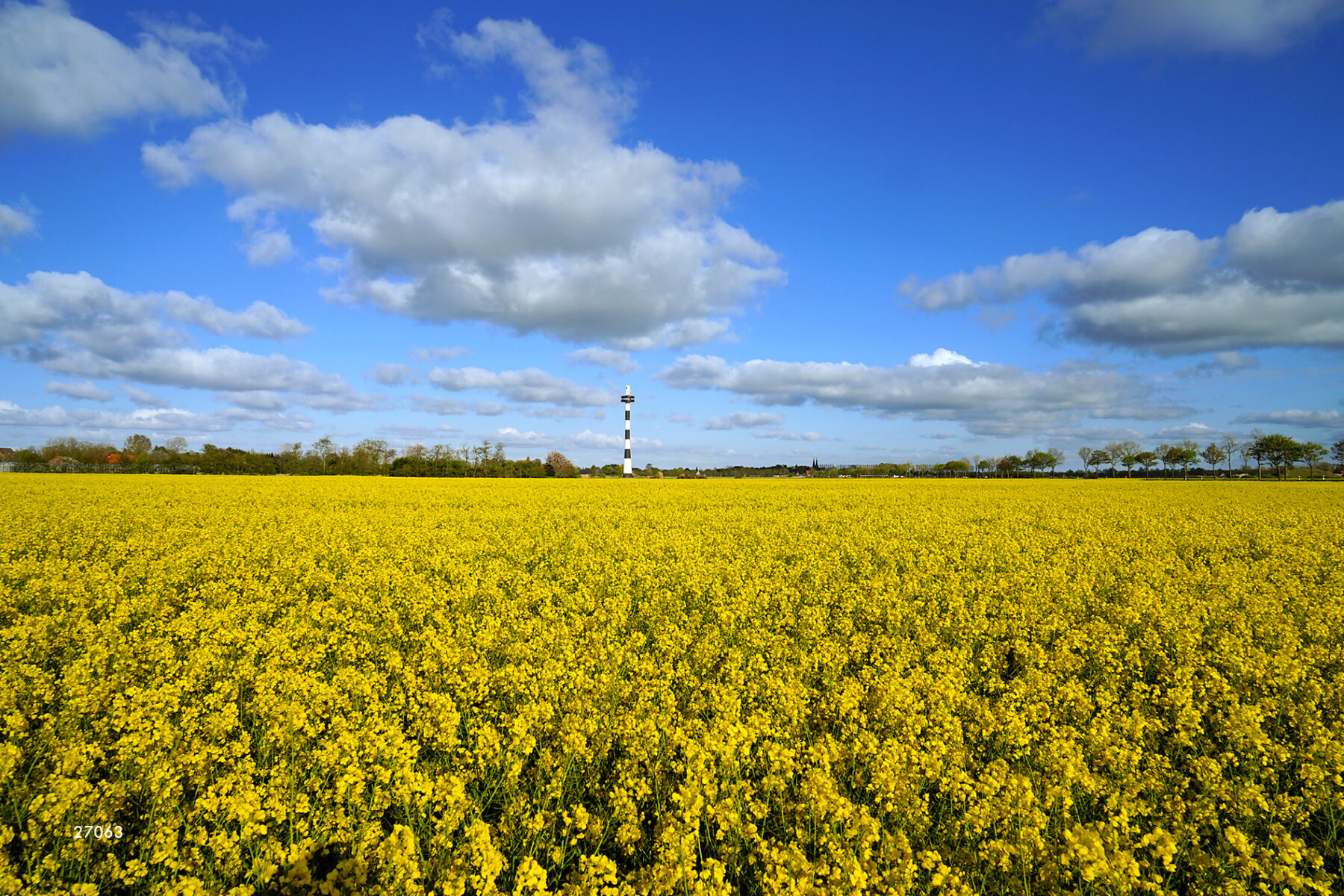 Altenbrucher Rapsfeld